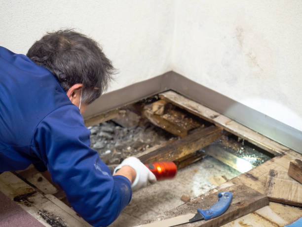 Best Certified Mold Removal  in Tamalpais Homestead Valley, CA