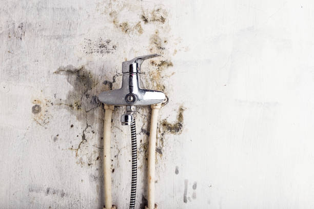 Trusted Tamalpais Homestead Valley, CA Mold Removal Experts