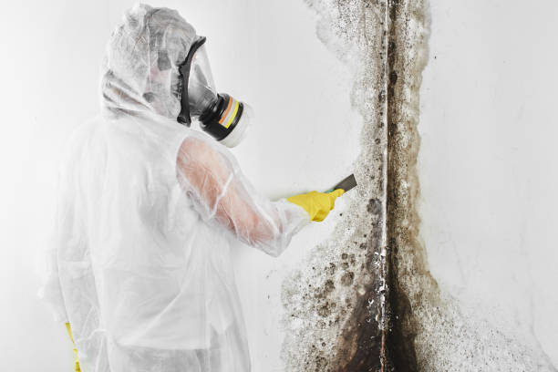 Best Crawl Space Mold Removal  in Tamalpais Homestead Valley, CA