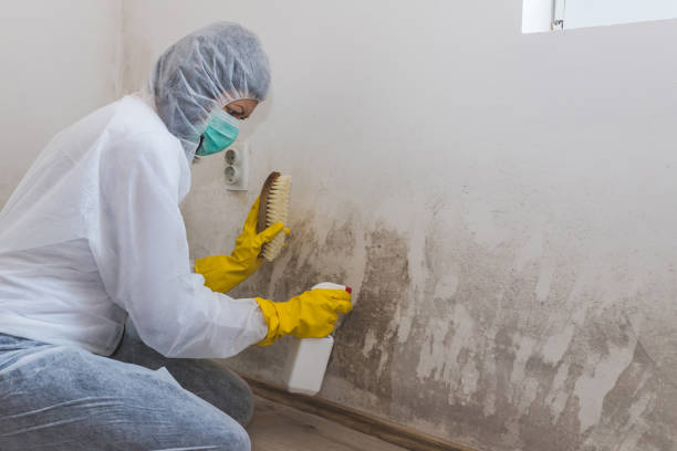 Best Mold Testing  in Tamalpais Homestead Valley, CA