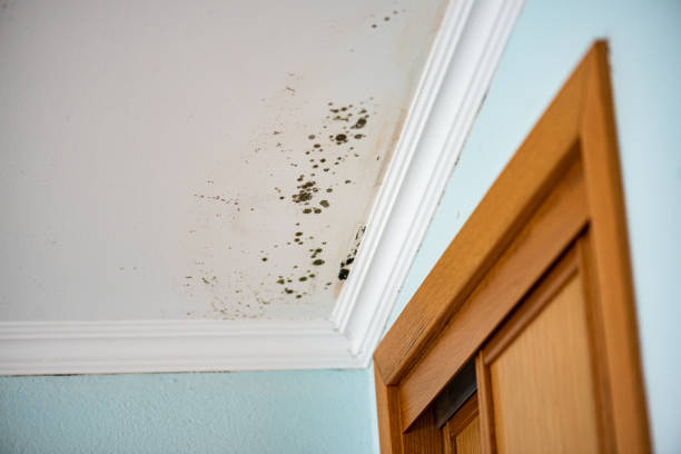 Mold Testing and Removal in Tamalpais Homestead Valley, CA