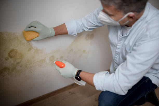Best Emergency Mold Removal  in Tamalpais Homestead Valley, CA