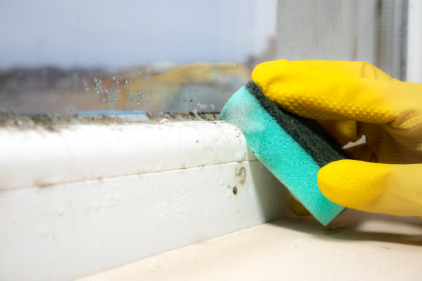 Best Mold Testing  in Tamalpais Homestead Valley, CA