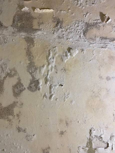 Best Fast Mold Removal  in Tamalpais Homestead Valley, CA