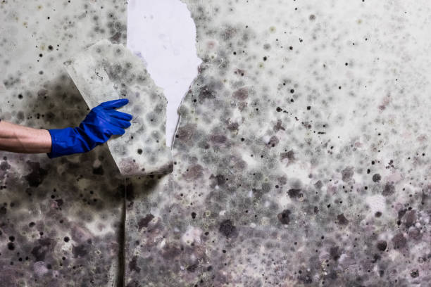 Best Black Mold Removal  in Tamalpais Homestead Valley, CA